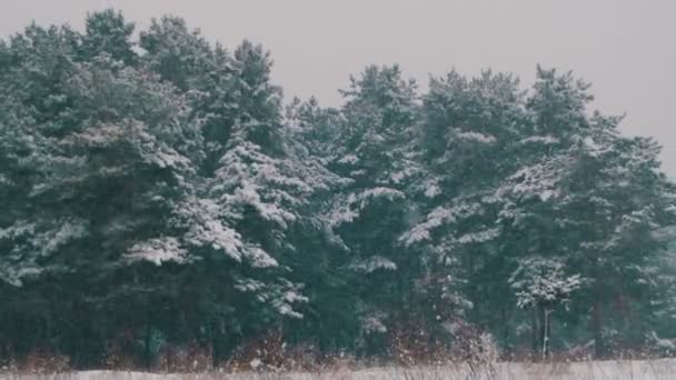 Зимовий ліс з Snowy Різдвяна ялинка — стокове відео