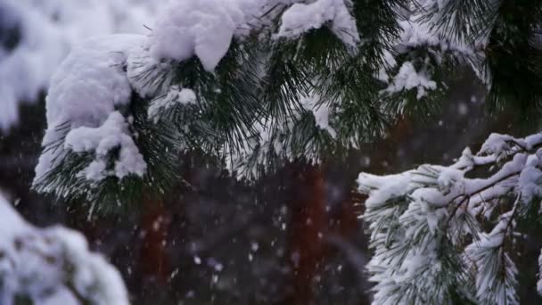 Nieve cayendo en el bosque de pinos de invierno con árboles de Navidad nevados. Moción lenta — Vídeo de stock
