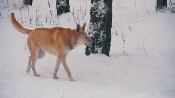 겨울 숲에서 산책 하는 개. 슬로우 모션 — 비디오