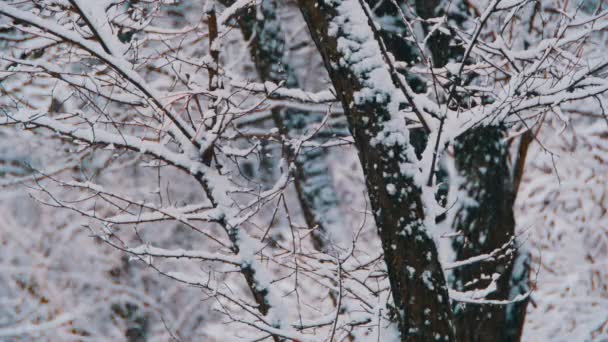 Δάσος του χειμώνα με χιονισμένο δέντρο — Αρχείο Βίντεο