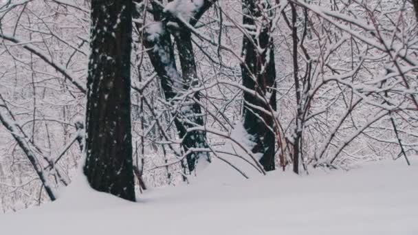 Bosque de invierno con árbol nevado — Vídeos de Stock