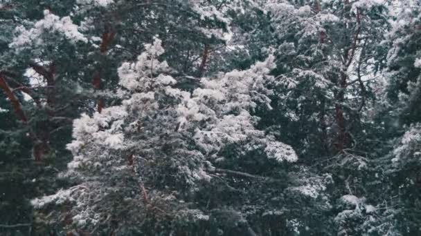 Karlı Noel ağaçları kış çam ormanı içinde düşen kar — Stok video