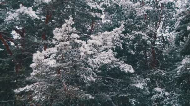 Queda de neve na floresta de pinheiros de inverno com árvores de Natal nevadas — Vídeo de Stock