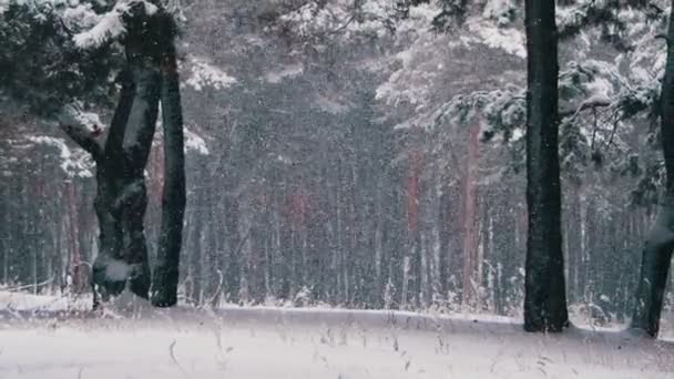 Snø som faller i vinterfuruskogen med snødekte juletrær – stockvideo