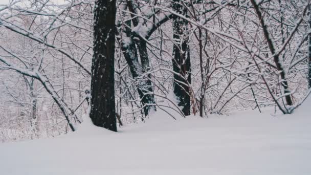 Зимний лес со снежным деревом — стоковое видео