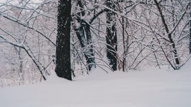 Bosque de invierno con árbol nevado — Vídeos de Stock