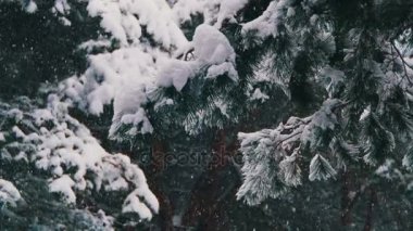 Karlı Noel ağaçları kış çam ormanı içinde düşen kar