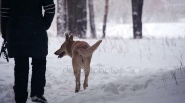 Kadın ile köpek kış ormanda yürüyüş. Ağır çekim