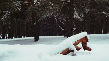 Kar yağışı arka planda kış çam ormanı ile karlı Noel ağaçları