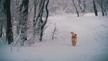 Kış ormanın içinde bir yol boyunca çalışan köpek. Ağır çekim