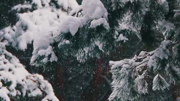 Nieve cayendo en el bosque de pinos de invierno con árboles de Navidad nevados — Vídeo de stock
