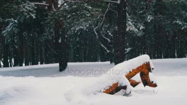 Kar yağışı arka planda kış çam ormanı ile karlı Noel ağaçları