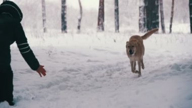 Kadın ile köpek kış ormanda yürüyüş. Ağır çekim