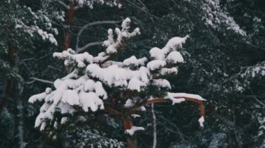 Kış çam ormanıyla karla kaplı dalları Noel ağaçları