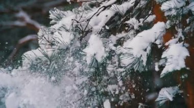 Kış gün karla kaplı Noel ağacı dalları düşen kar. Ağır çekim