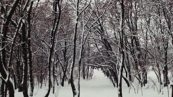 Снежный зимний лес — стоковое видео