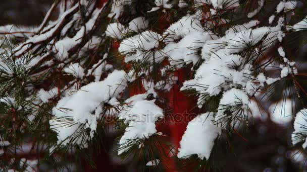 Forêt de pins d'hiver avec arbres de Noël enneigés 