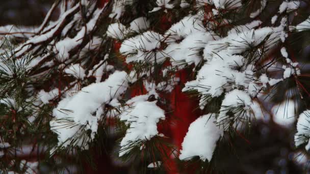 雪に覆われたクリスマス ツリーと冬の松林 — ストック動画