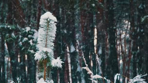 Winter bos achtergrond — Stockvideo