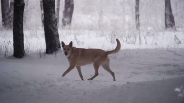 Kış ormanda yürüyen köpek. Ağır çekim