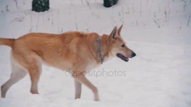 Kış ormanda yürüyen köpek. Ağır çekim