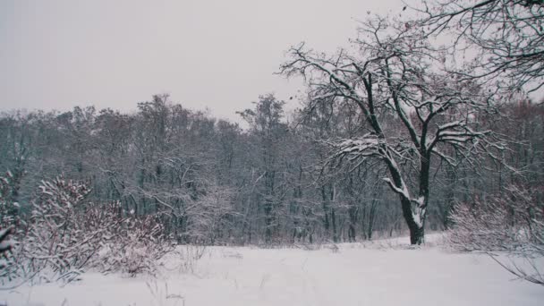 Bosque de invierno con árbol nevado — Vídeo de stock