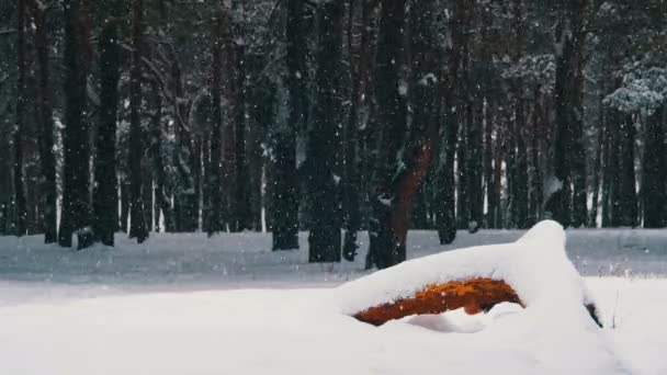 雪落在冬天松林与下雪的圣诞节树 — 图库视频影像