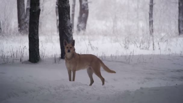 Kutya gyaloglás téli erdőben. Lassú mozgás — Stock videók