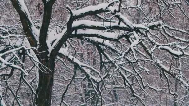 Bosque de invierno con árbol nevado — Vídeos de Stock