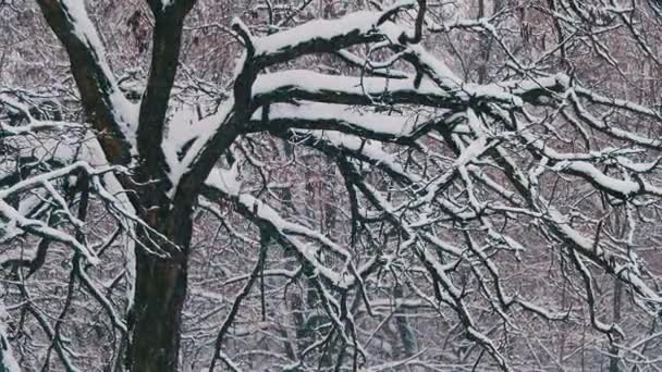 Winterwald mit schneebedecktem Baum