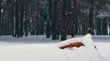 Kar ve çam ormanı - Noel arka plan