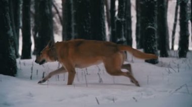 Kış ormanda yürüyen köpek. Ağır çekim