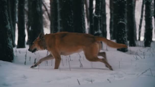 Promenade de chien dans la forêt d'hiver. Mouvement lent — Video