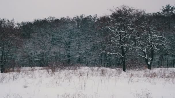 Foresta invernale con albero nevoso — Video Stock