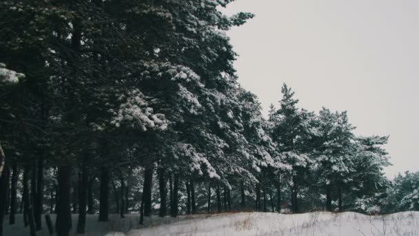 Vinter tallskog med snöiga julgranar — Stockvideo