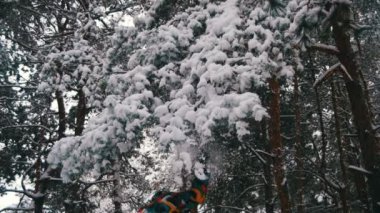 Kış gün karla kaplı Noel ağacı dalları düşen kar. Ağır çekim