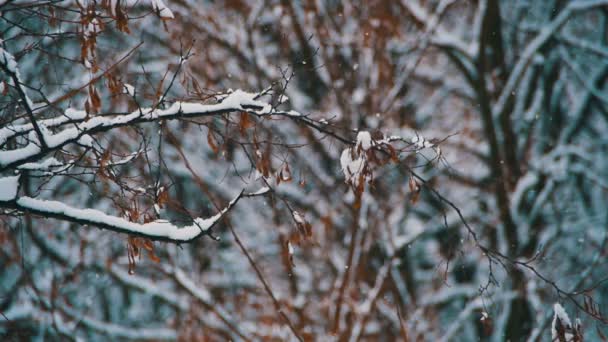 Δάσος του χειμώνα με χιονισμένο δέντρο. Αργή κίνηση — Αρχείο Βίντεο