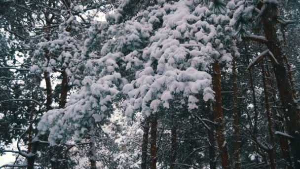 Snow Falling from the Snow-Covered Christmas Tree Branches in Winter Day. Movimento lento — Vídeo de Stock