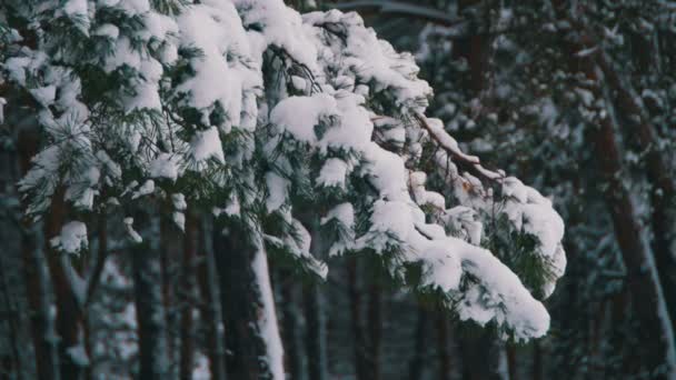 Bosque de pino de invierno con árboles de Navidad nevados — Vídeo de stock