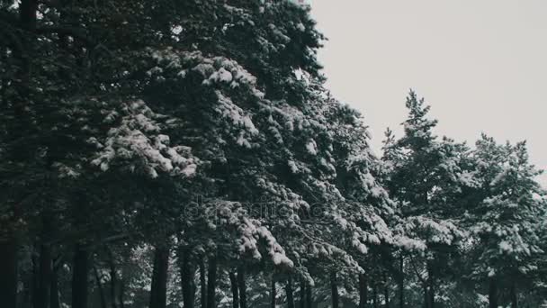 Forêt de pins d'hiver avec arbres de Noël enneigés 