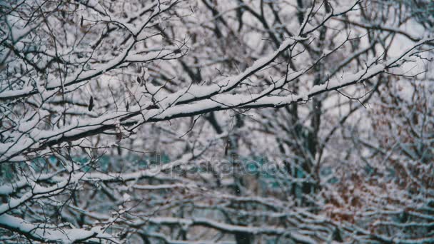 Сніг падає в зимовому лісі з Snowy дерево. Повільний рух — стокове відео