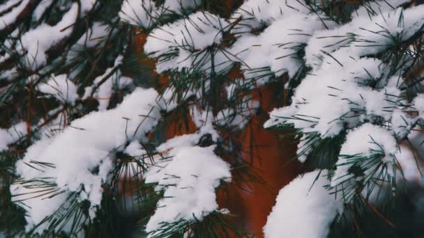 Vinter tallskog med snötäckta grenar julgranar — Stockvideo