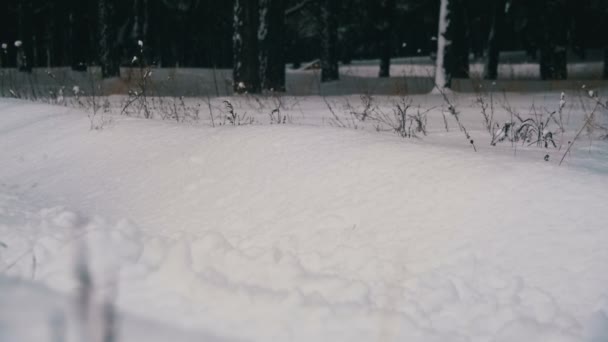 Man vandrar i den djupa snön i skogen vintern på snöig dag. Slow Motion — Stockvideo