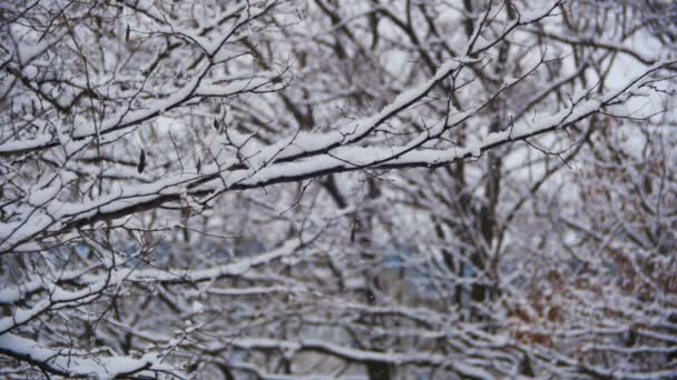 Snö faller i vinter skog med snöiga träd. Slow Motion — Stockvideo