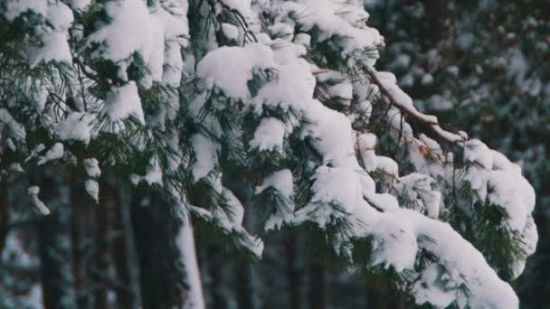 Bosque de pino de invierno con árboles de Navidad nevados — Vídeo de stock