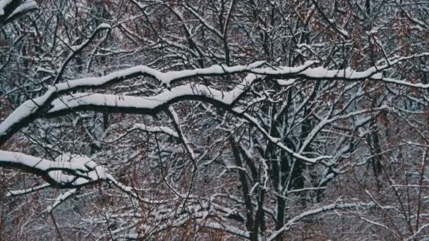 Снежный зимний лес — стоковое видео