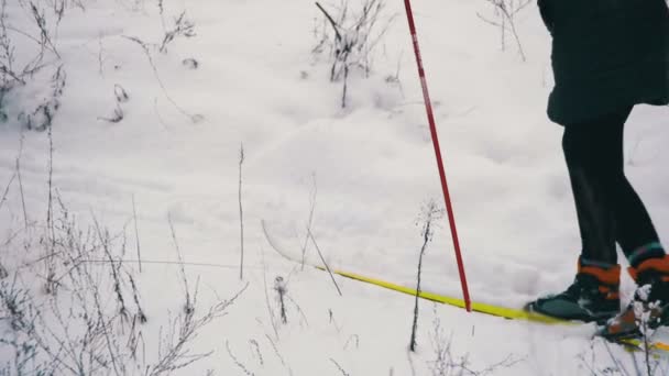 Sciatori cavalcano nella foresta invernale — Video Stock