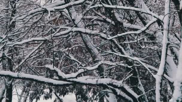 forêt enneigée d'hiver