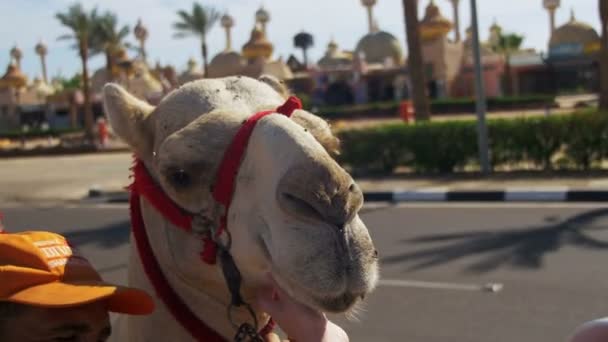 Chameau avec l'homme égyptien près de la place touristique — Video