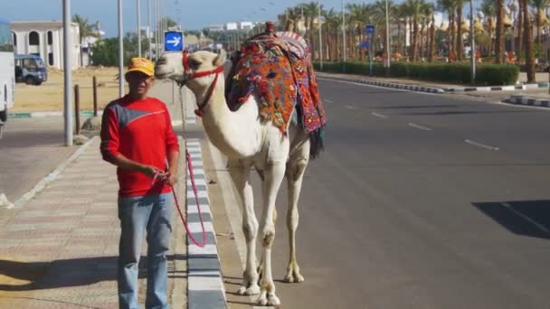 Egyptische Man met de kameel gaan langs de weg in een toeristische plaats in de buurt van de markt — Stockvideo